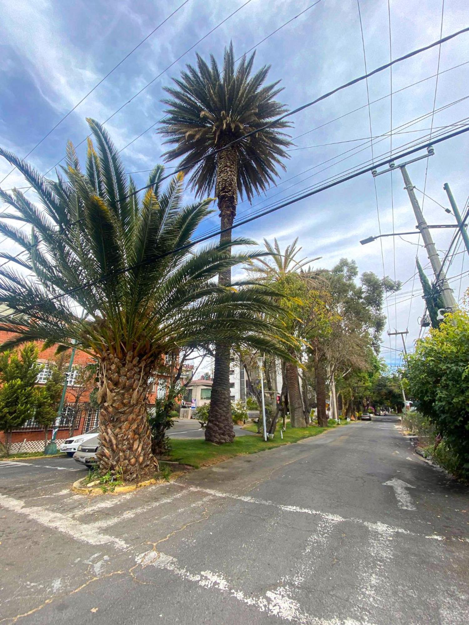 Modern Studio, Rooftop Charm, Cdmx Center2 Mexico City Exteriör bild